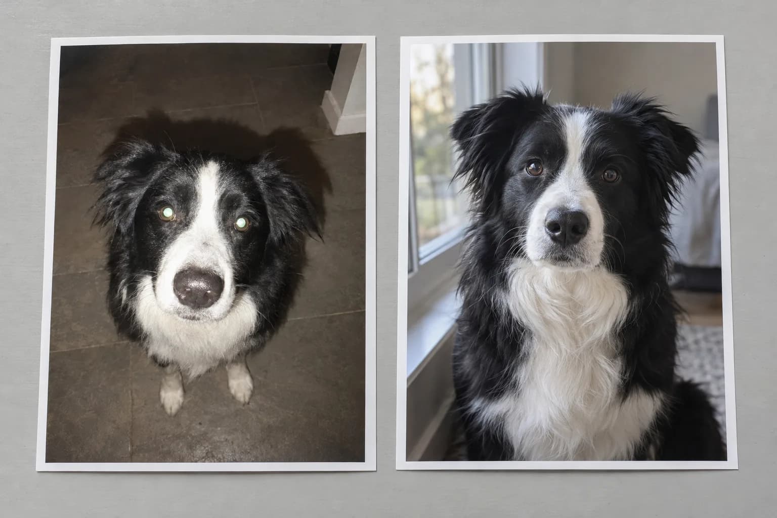 Two prints of the same black and white border collie. Left: a flash photo taken from above, with glowing eyes, an oversized head and flat black fur. Right: an eye-level photo by a window, with clear dark eyes and visible fur detail.